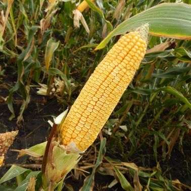 Семена кукурузы MV 204