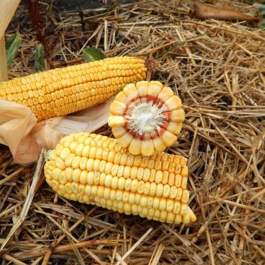 Семена кукурузы MV 214