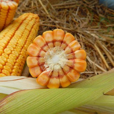 Семена кукурузы MV 251