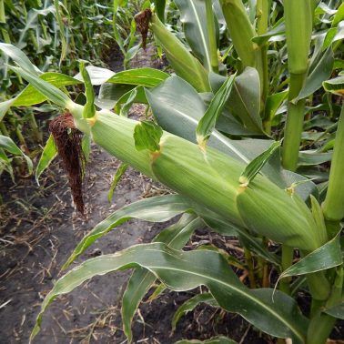 Семена кукурузы MV 355