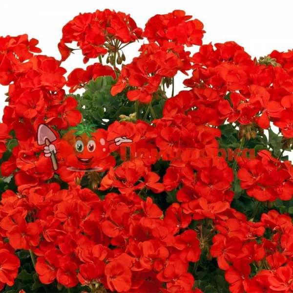 ПЕЛАРГОНИЯ ЗОНАЛЬНАЯ Geranium F1 (Pelargonium x hortorum)Deep Red, Фасовка - 100 семян