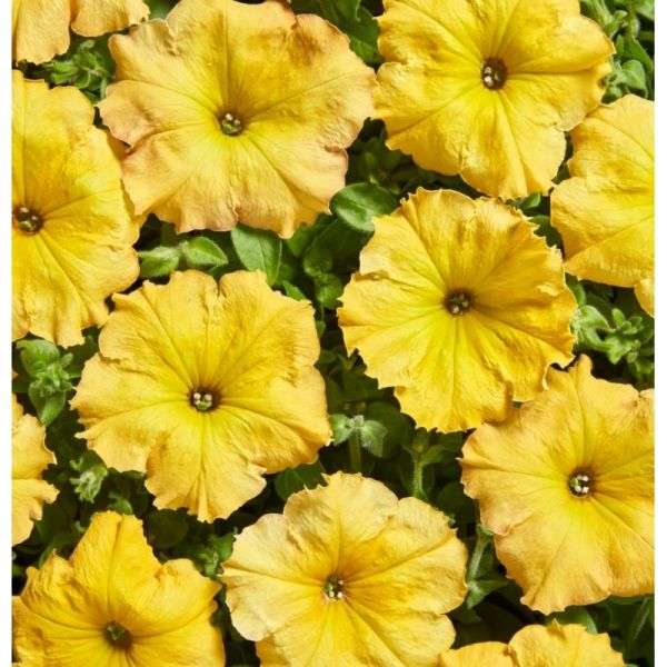 Петуния ампельная Лавина F1 | Petynia pendula grandiflora LavinaF1 Cerny, Фасовка - Жёлтый каприз - 10 драже