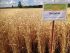 Насіння озимої пшениці БОГДАНА, ЕЛІТА