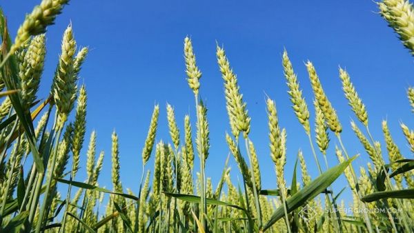 Насіння озимої пшениці ФОРТЕЦЯ, ЕЛІТА