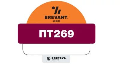 Семена озимого рапса PT269 (ПТ269)