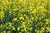 Семена озимого рапса Рохан 