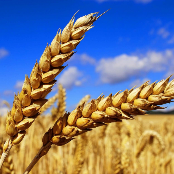 Семена озимой пшеницы ПАЛИТРА ОДЕССКАЯ, первая репродукция