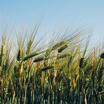 Насіння озимої пшениці  КАНТАТА ОДЕСЬКА, ЕЛІТА