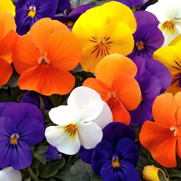 Виола рогатая Пенни F1 | Viola cornuta Penny F1 Syngenta Flowers, Фасовка - Микки - 100 семян