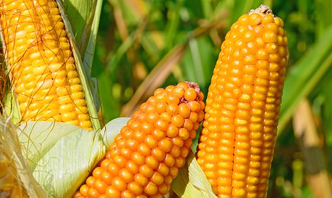 Насіння кукурудзи ВН 6763, ФАО 320 (ВНІС) (2021р)