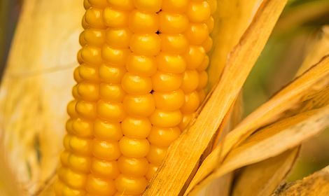 Насіння кукурудзи ВН 63, ФАО 280 (ВНІС) (2021р)